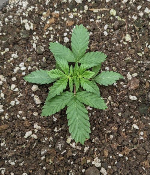 Stress Killer Automatic CBD. Week 4