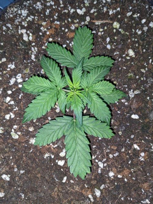 Stress Killer Automatic CBD. Week 4