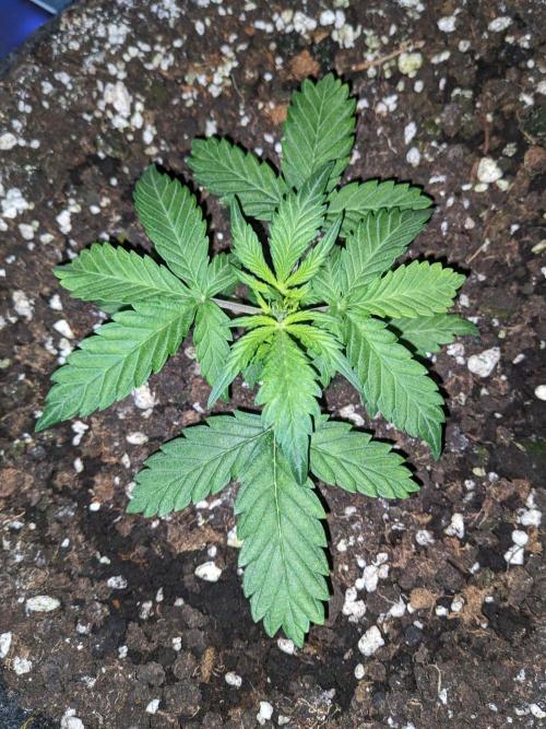 Stress Killer Auto CBD. Week 4