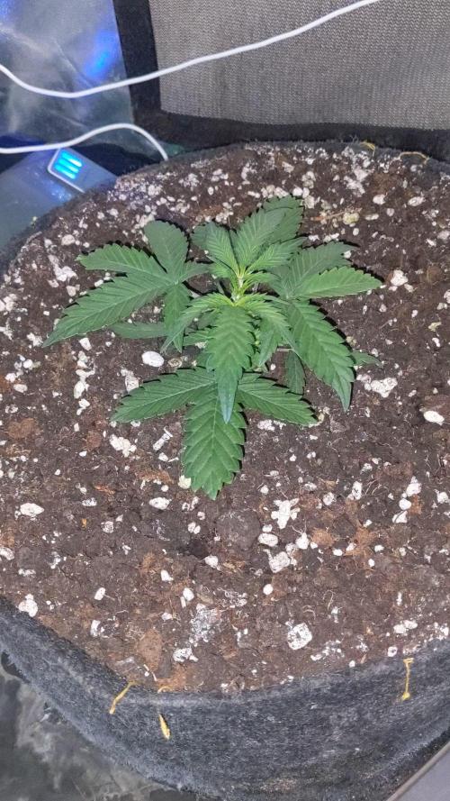 Stress Killer Automatic CBD