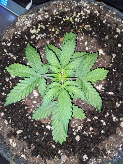 Stress Killer Auto CBD. Week 5