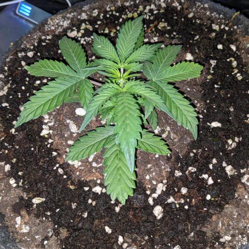 Stress Killer Automatic CBD. Week 5