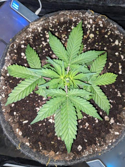 Stress Killer Automatic CBD. Week 5