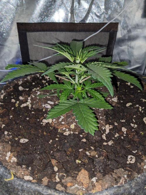 Stress Killer Auto CBD. Week 5