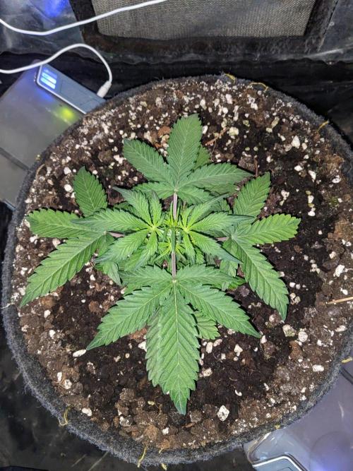 Stress Killer Auto CBD. Week 5