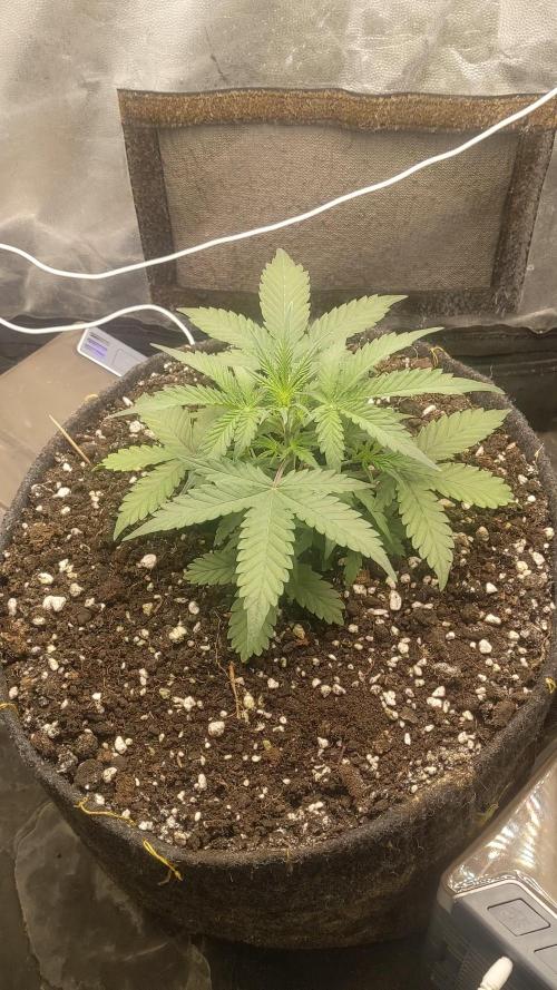 Stress Killer Automatic CBD