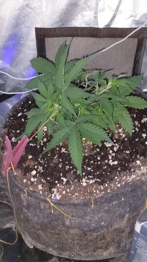 Stress Killer Automatic CBD