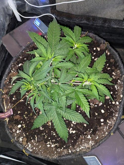 Stress Killer Auto CBD. Week 6