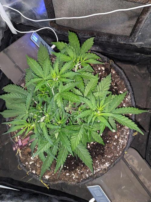 Stress Killer Automatic CBD. Week 6