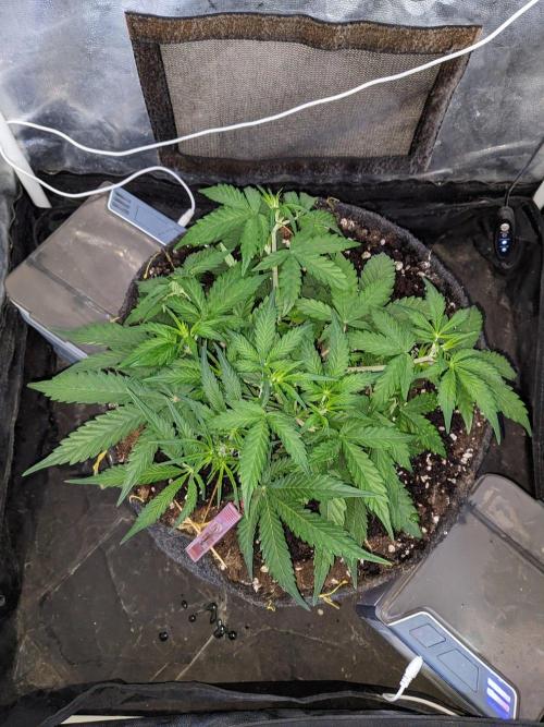Stress Killer Automatic CBD. Week 6