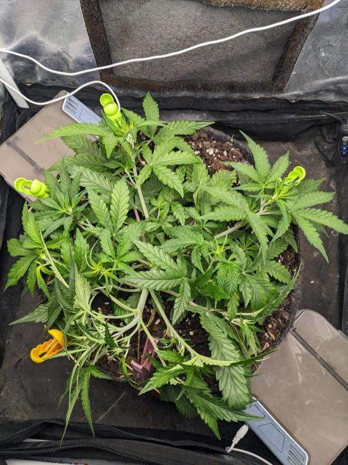Stress Killer Automatic CBD. Week 7