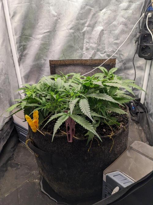 Stress Killer Automatic CBD. Week 7