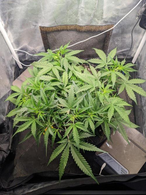 Stress Killer Automatic CBD. Week 7