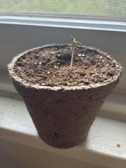 Blue Cheese Auto (Outdoors). Week 1 - Starting her off indoors of course it’s still early