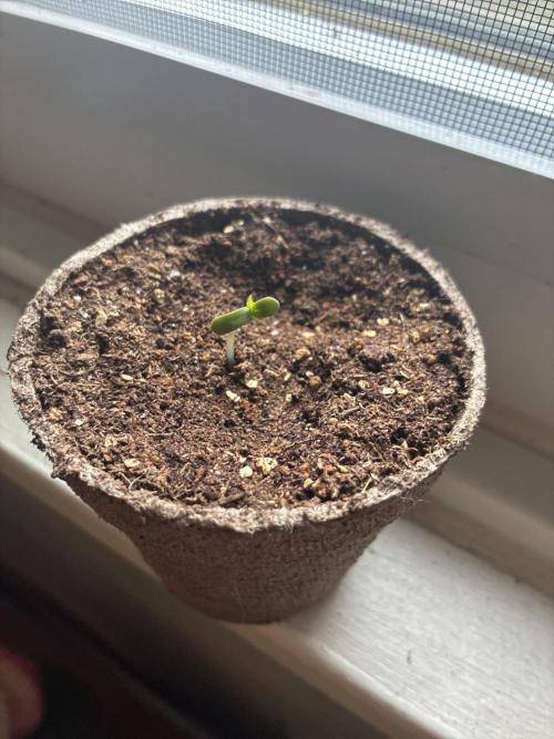 Blue Cheese Auto (Outdoors). Week 1