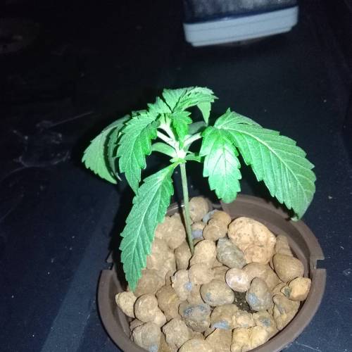 Blueberry Bookies. Week 1