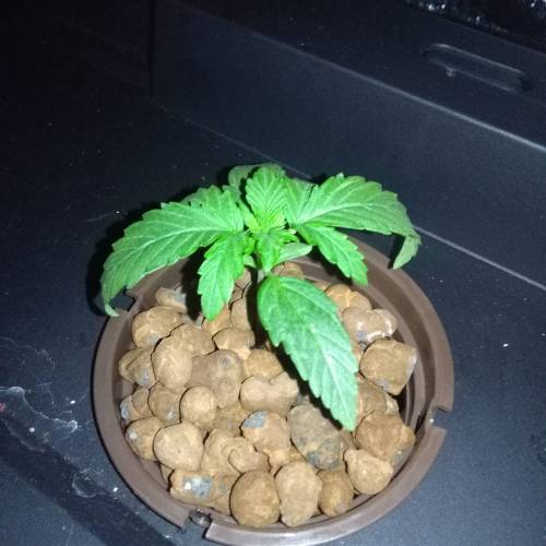 Blueberry Bookies. Week 1