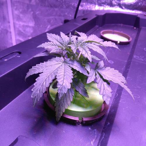 Blueberry Bookies. Week 2
