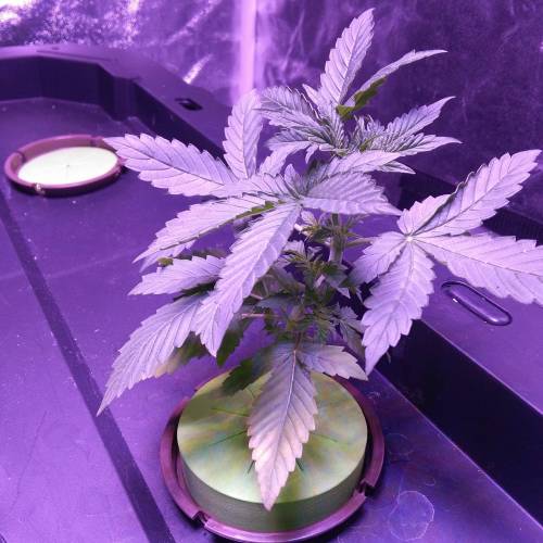 Blueberry Bookies. Week 2