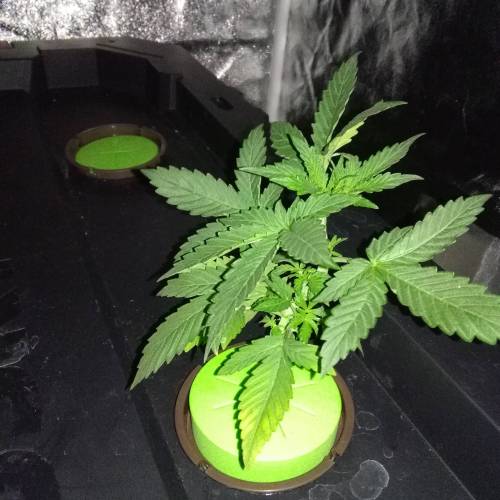 Blueberry Bookies. Week 2