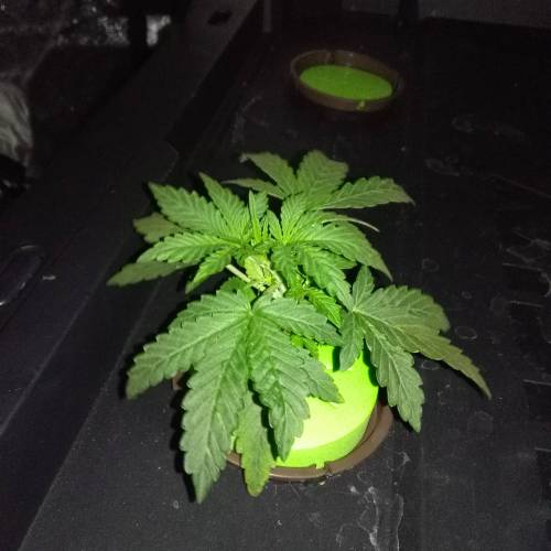 Blueberry Bookies. Week 2
