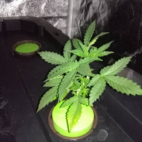 Blueberry Bookies. Week 2