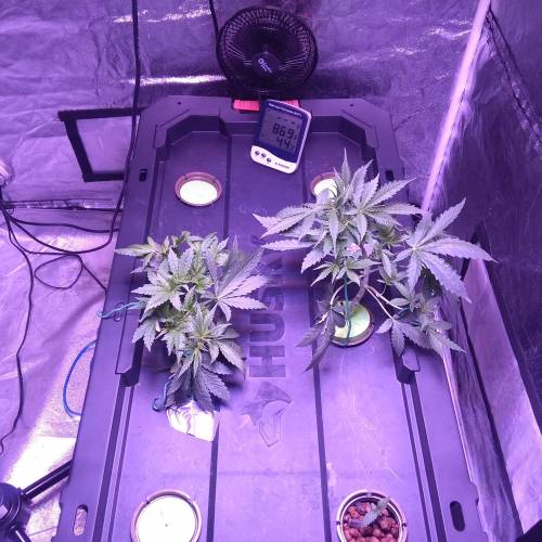 Blueberry Bookies. Week 3