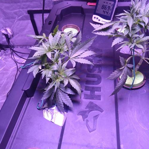 Blueberry Bookies. Week 3