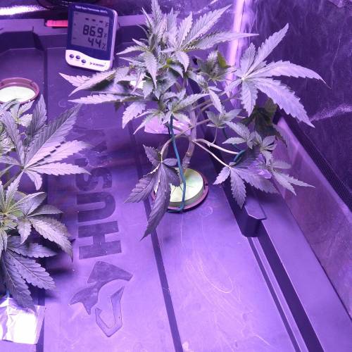 Blueberry Bookies. Week 3