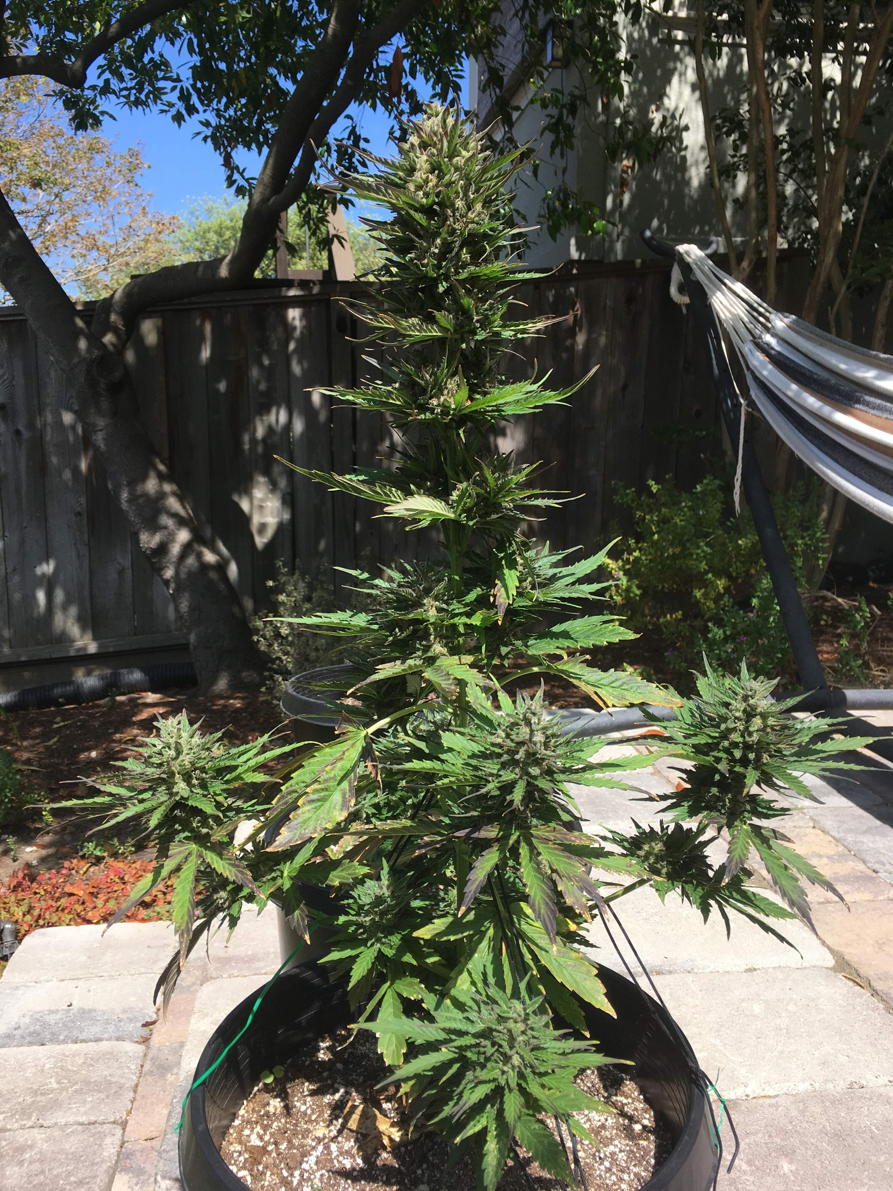 Growers Choice Seeds Sour Kush Auto grow diary (journal) week14 by