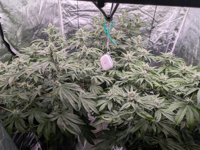 Fritter Fondue DWC. Week 5