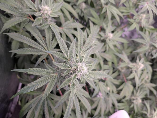 Fritter Fondue DWC. Week 5