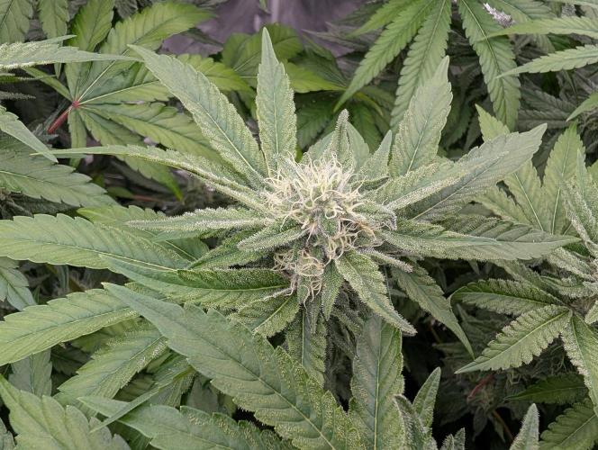 Fritter Fondue DWC. Week 5