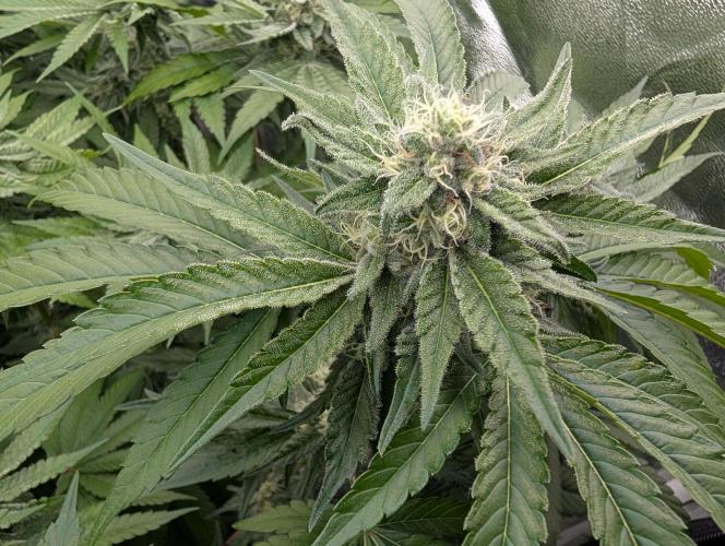 Fritter Fondue DWC. Week 5