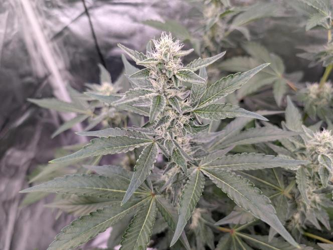 Fritter Fondue DWC. Week 5