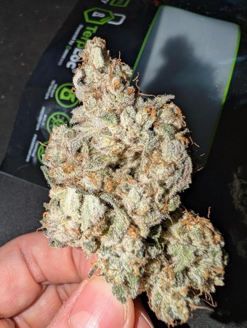 Fritter Fondue DWC. Week 10