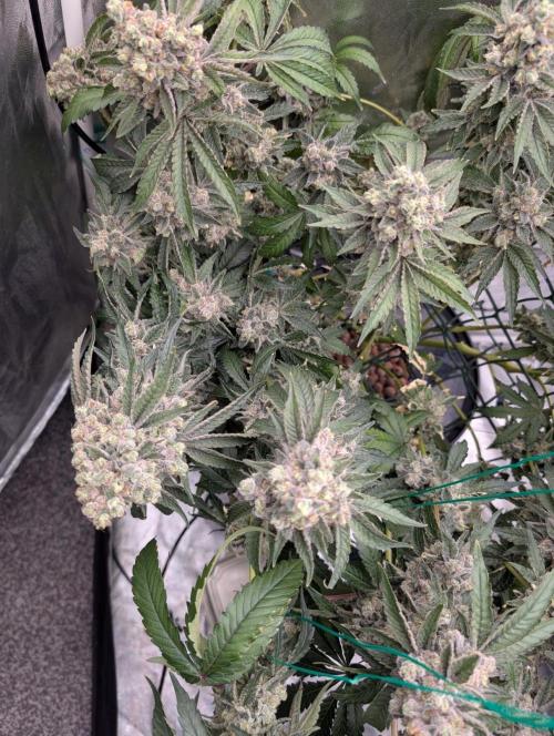 Fritter Fondue DWC. Week 10