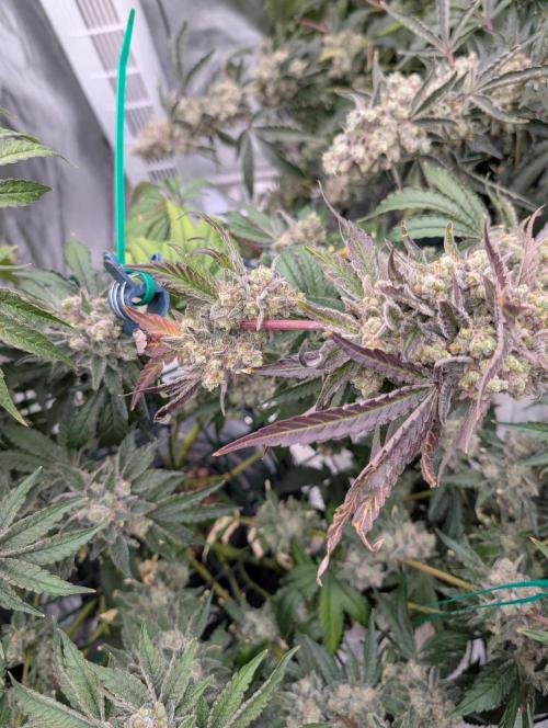 Fritter Fondue DWC. Week 10