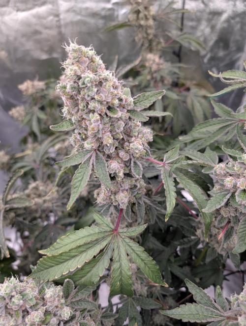 Fritter Fondue DWC. Week 10