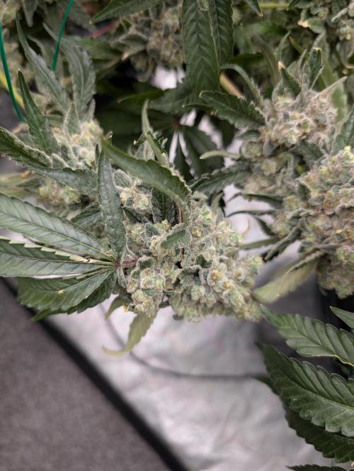 Fritter Fondue DWC. Week 10