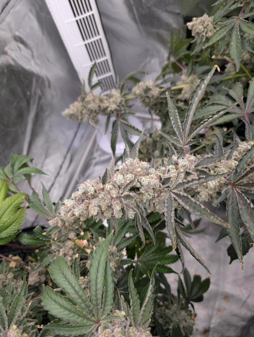 Fritter Fondue DWC. Week 10