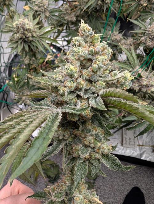 Fritter Fondue DWC. Week 10