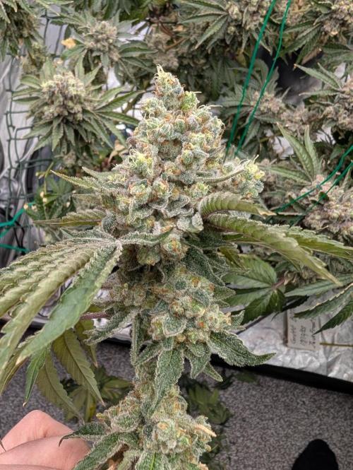 Fritter Fondue DWC. Week 10