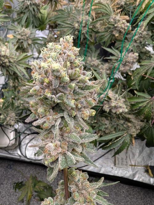 Fritter Fondue DWC. Week 10