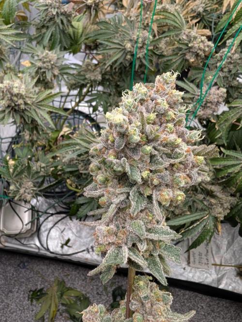 Fritter Fondue DWC. Week 10