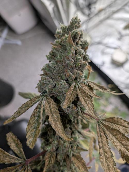 Fritter Fondue DWC. Week 10