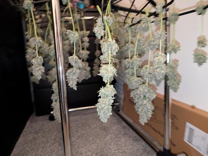 Fritter Fondue DWC. Week 10