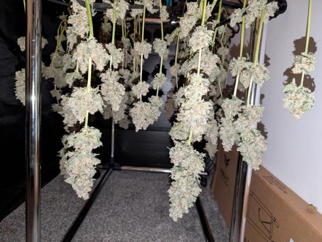 Fritter Fondue DWC. Week 10