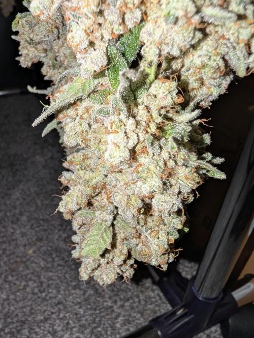 Fritter Fondue DWC. Week 10