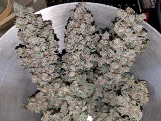 Fritter Fondue DWC. Week 10